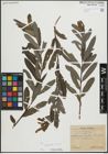 Foto von Salix purpurea L.